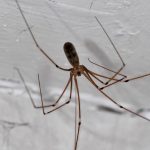 Are daddy long legs really the most venomous spiders in the world?
